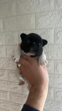 thumb-0