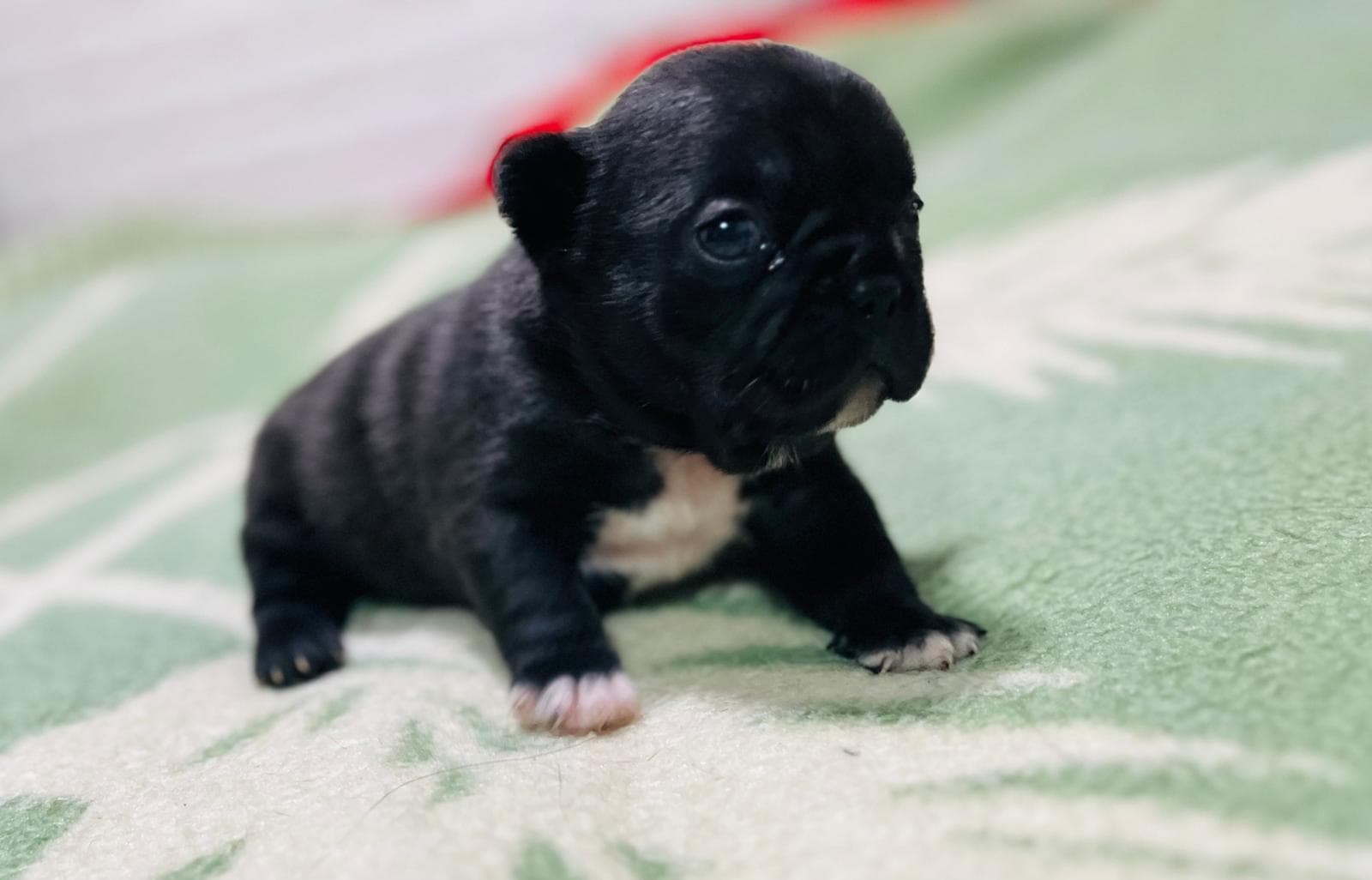 Cachorro de Bulldog Francés