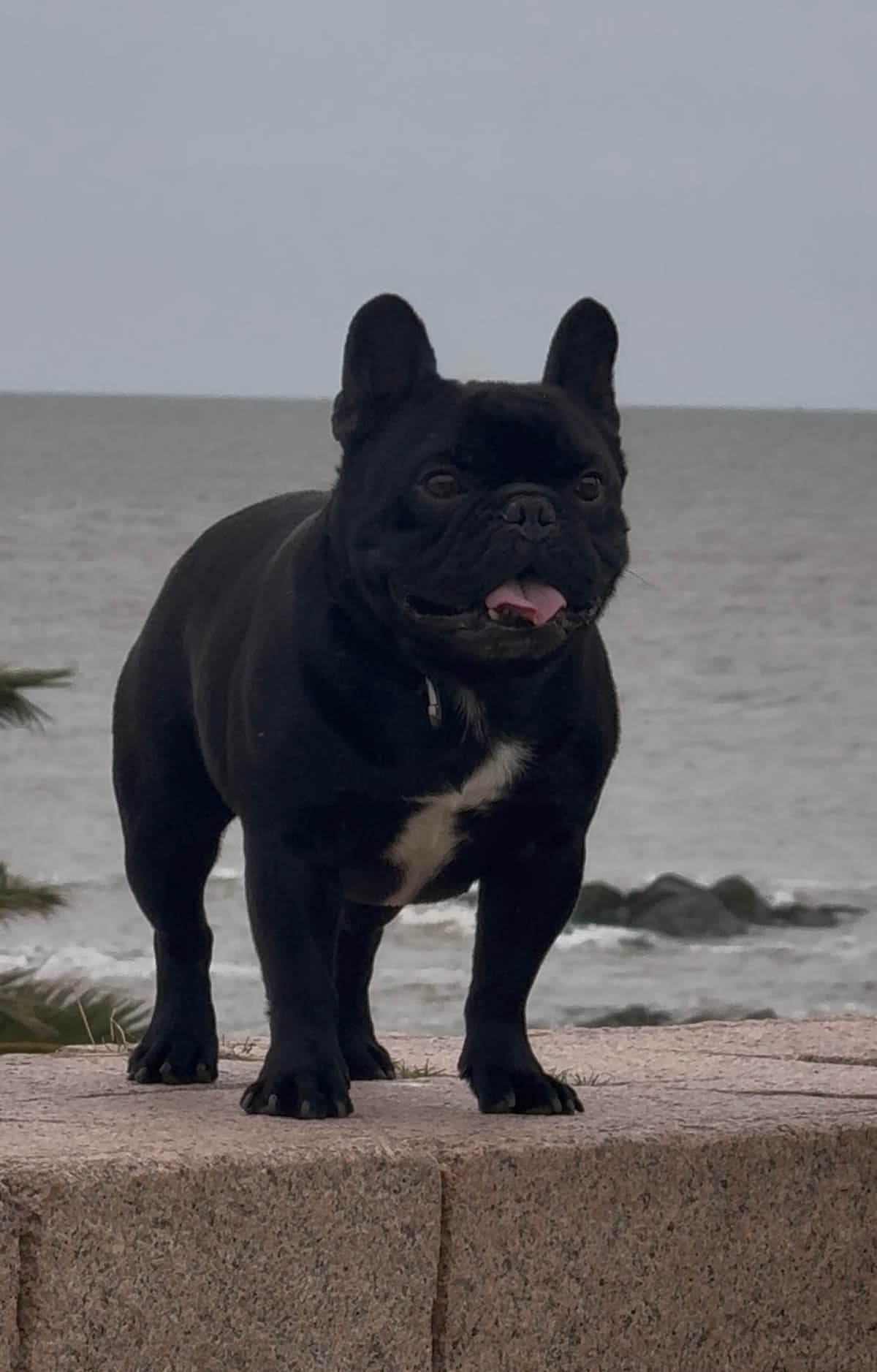 Bulldog Frances