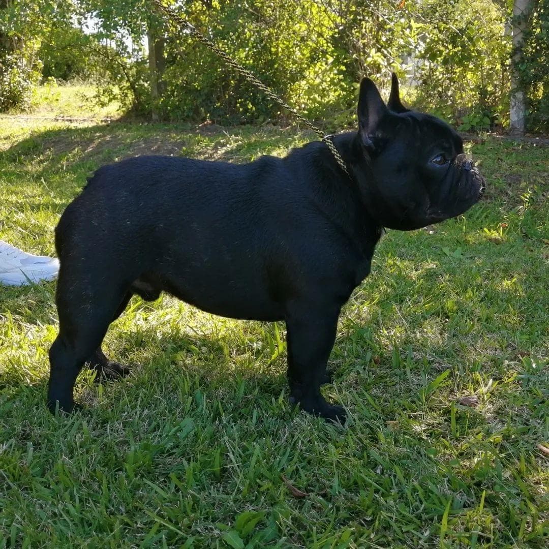 Estándar del Bulldog Francés
