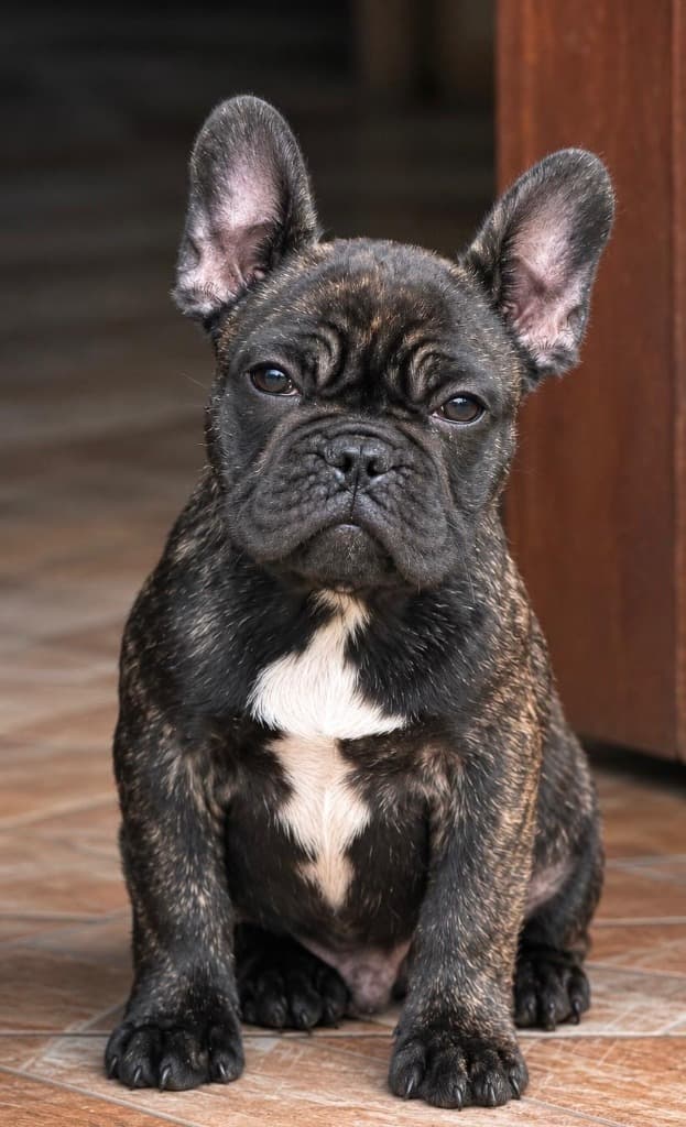 Cachorro macho Bulldog Francés de Criadero Rezenda nacido el 26 de mayo de 2026