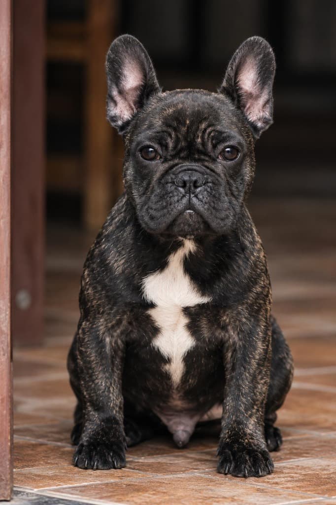 Primer plano de la cabeza y expresión facial del cachorro Bulldog Francés