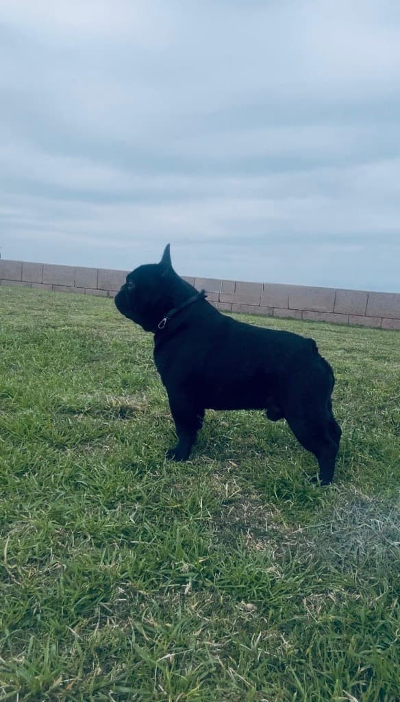 Bulldog Francés Papá - Lolo Sheppard & Sheppard